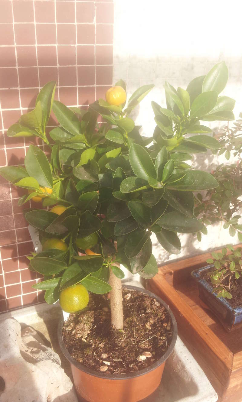 Trasplante citrus calamondin 20180210