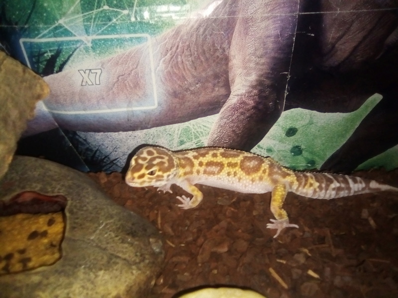 Mon gecko léopard est constipé Img_2010