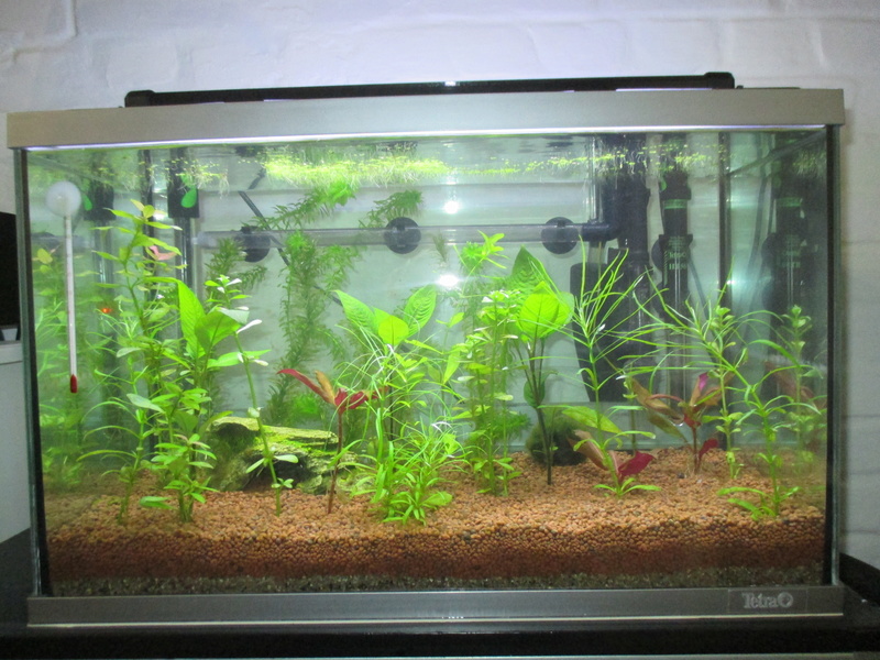 Démarrage d'aquarium de 60l, algues ! Conseils ? 2018-016