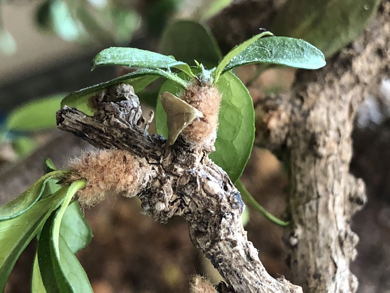 Brown furry fuzzy fungus or pest on Fukien tea tree Fukien10