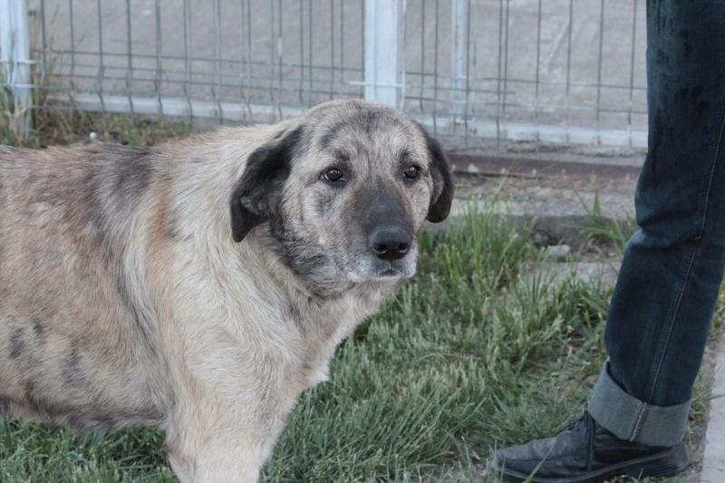 HEROINA /FEMELLE /née  2011/taille MOYENNE à GRANDE /Vit à la rue URGENT(adoptee) 32191010