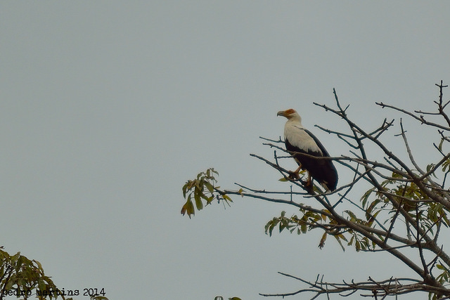 Avifauna de Angola 30005811