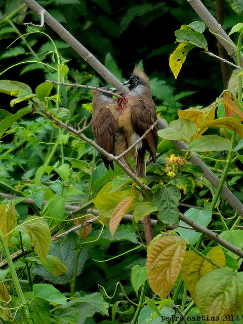 Avifauna de Angola 30549710