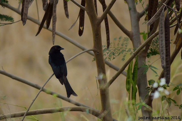 Avifauna de Angola 30601310