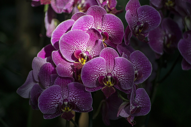 Expo orchidées _dsc0013