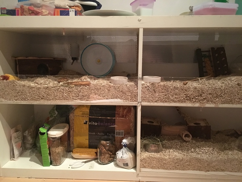 Ma cage IKEA, mon hamster + questions - Habitats - Nimo