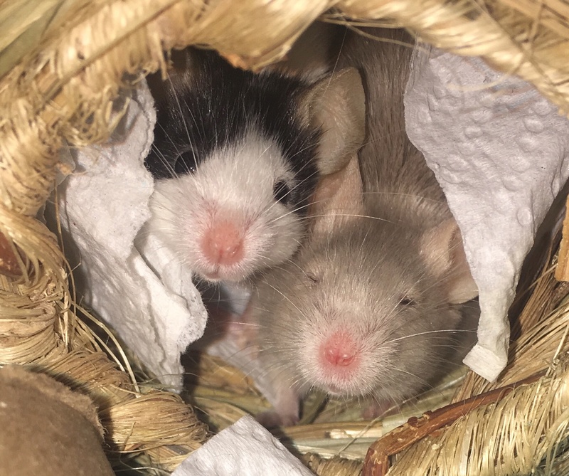 Sleepy mice  Img_3110
