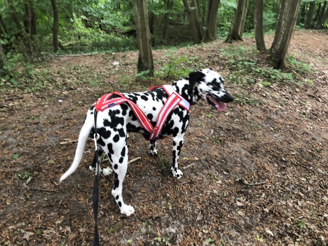 JERRY, type dalmatien 3 ans - M Img_0113