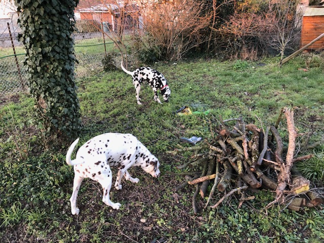 JERRY, type dalmatien 3 ans - M 14a4b410