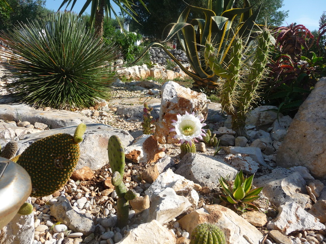 Tillandsien - Aus einer Wüste entsteht ein Exotengarten - Seite 4 23_05_11