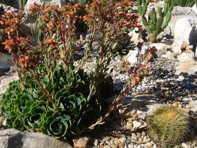 Tillandsien - Aus einer Wüste entsteht ein Exotengarten - Seite 3 30_05_10