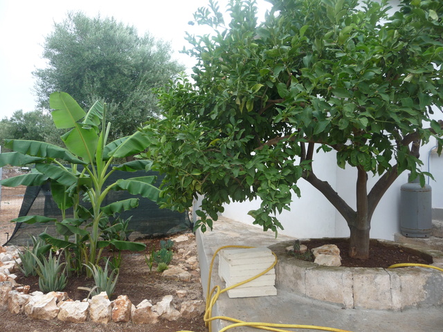 Aus einer Wüste entsteht ein Exotengarten - Seite 4 Banane10