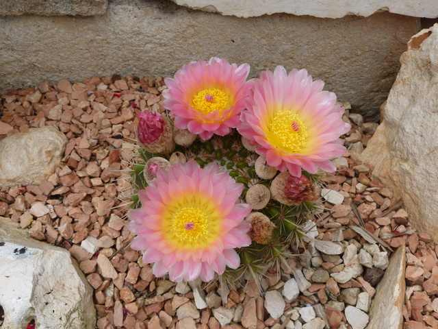 Tillandsien - Aus einer Wüste entsteht ein Exotengarten - Seite 3 Cactus10