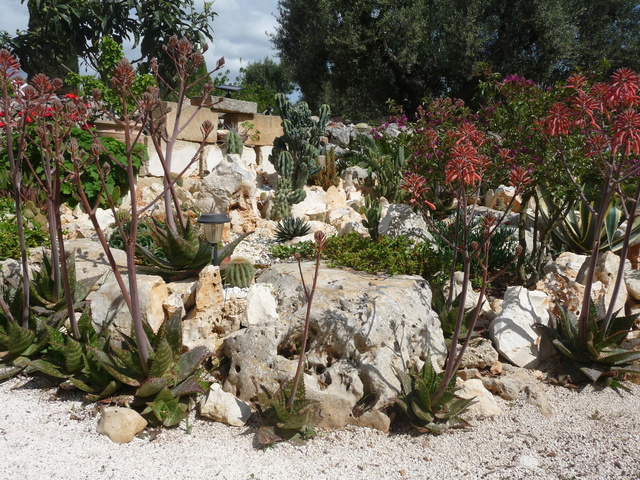 Tillandsien - Aus einer Wüste entsteht ein Exotengarten - Seite 2 P1000812