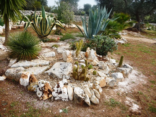 Aus einer Wüste entsteht ein Exotengarten - Seite 4 P1010617