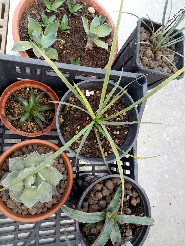 Aus einer Wüste entsteht ein Exotengarten - Seite 6 Willi_12