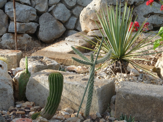 Tillandsien - Aus einer Wüste entsteht ein Exotengarten - Seite 3 Yucca_10