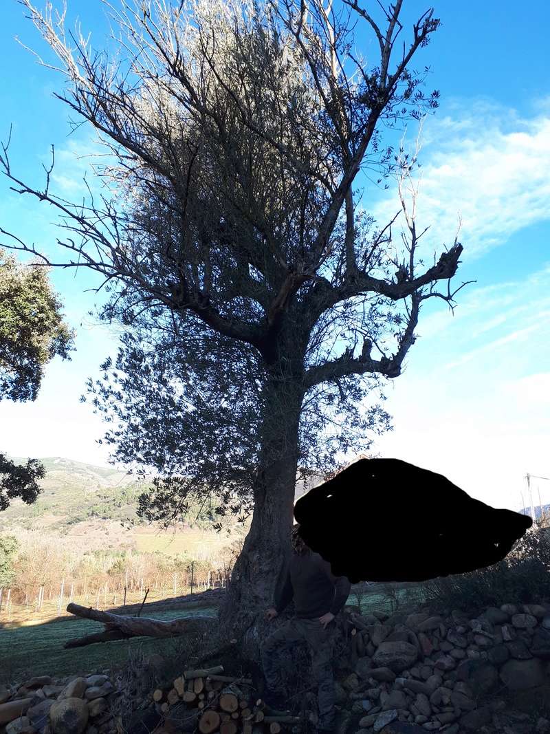 Recuperar olivos muy crecidos (León) 20180212