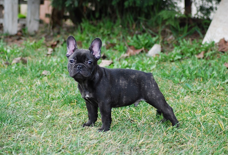 Cachorros disponibles para compañía Galile11