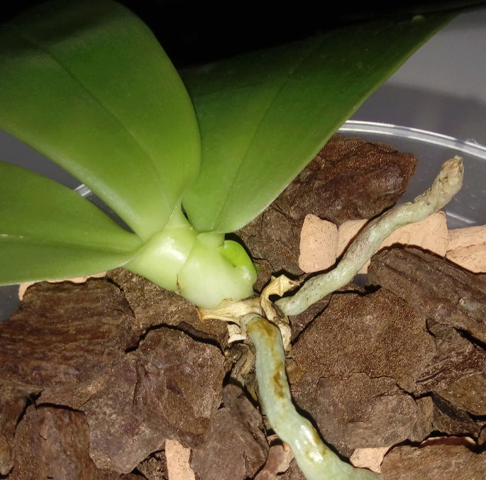 Phalaenopsis floresensis (rofino) x bellina "Wu"  Screen10