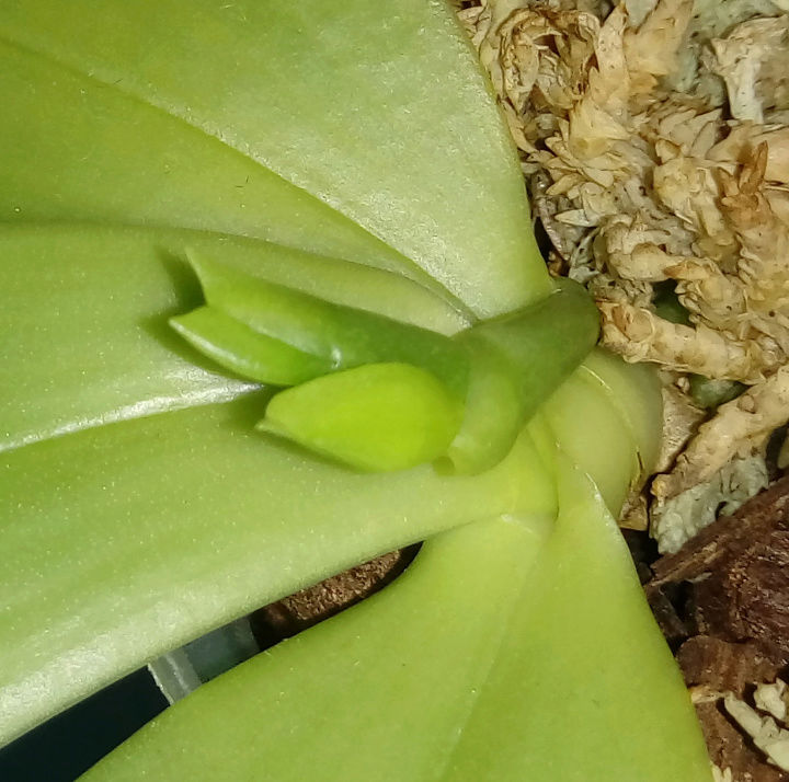 Phalaenopsis floresensis (rofino) x bellina "Wu"  Screen15
