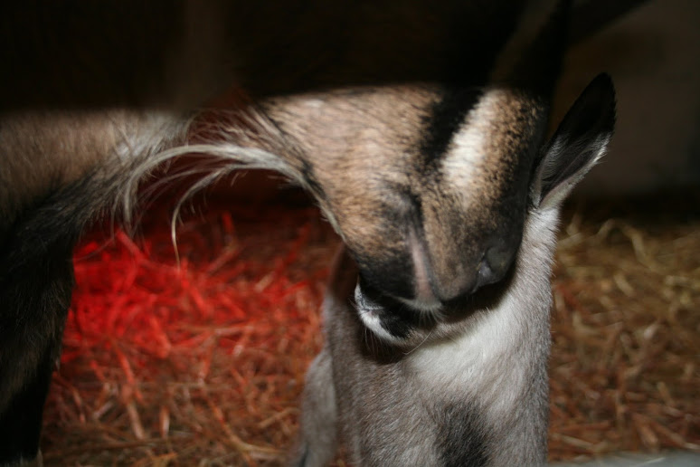 Baby goats des neiges Img_7719