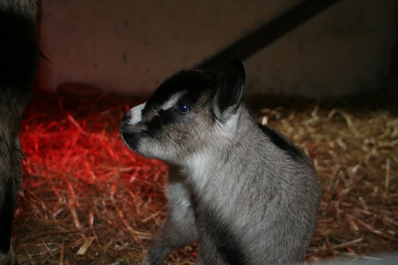 Baby goats des neiges Img_7722