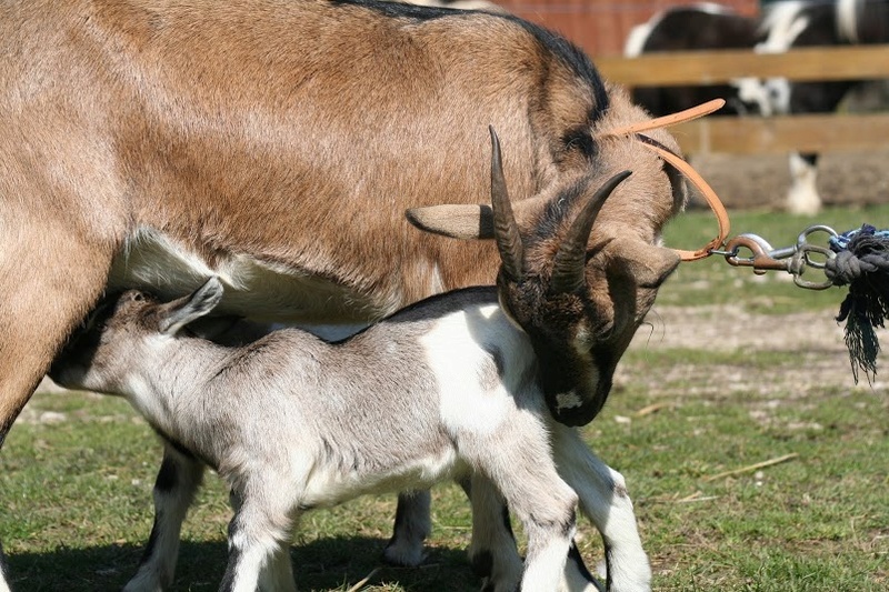 Baby goats des neiges Img_7816