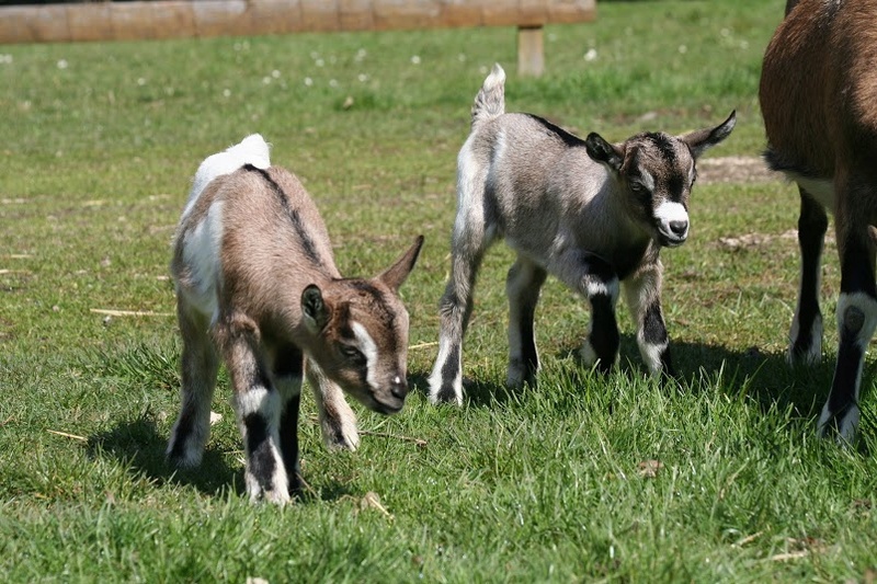 Baby goats des neiges Img_7819