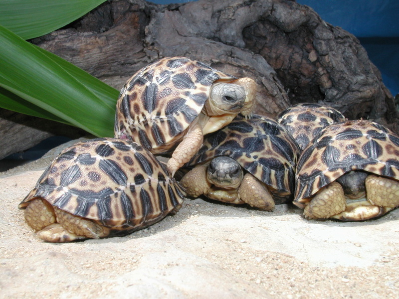 Elevage d' Astrochelys Radiata - la tortue rayonnée Prik1410