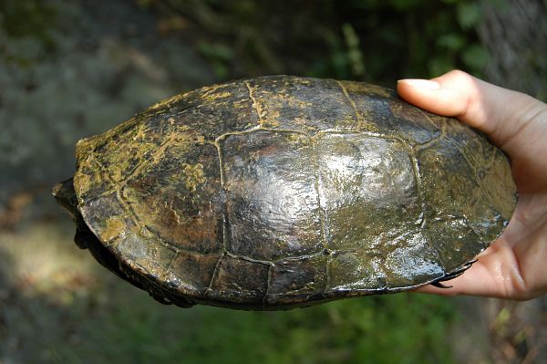 Mauremys Rivulata en Bulgarie Rivu610