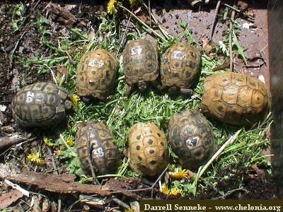 TESTUDO GRAECA, mais laquelle n°2 Terres15