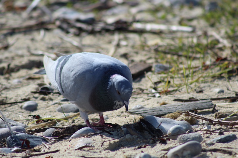  [Ouvert] FIL - Oiseaux. - Page 11 Img_6516