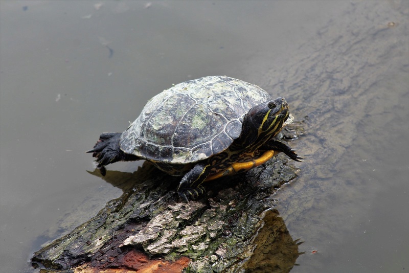 [Fil ouvert à tous] Reptiles, serpents, tortues, amphibiens, ... - Page 8 Img_7517