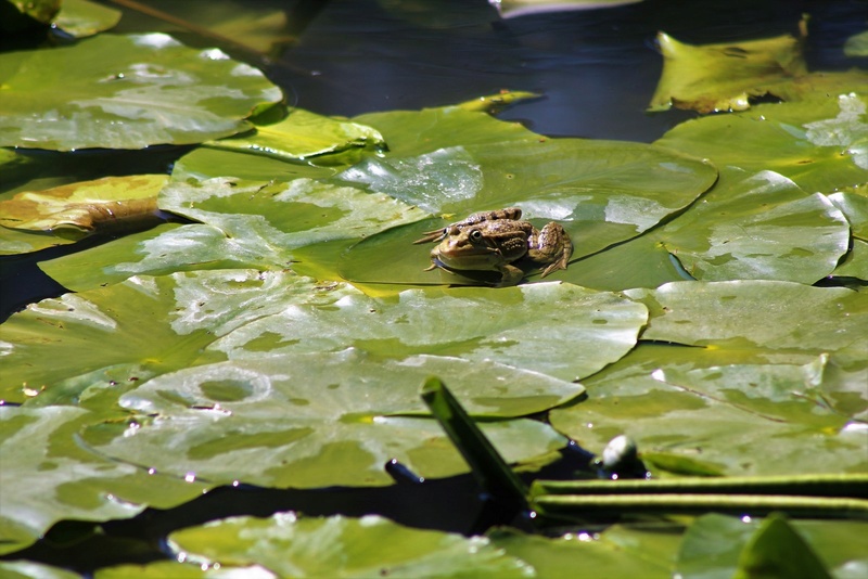 [Fil ouvert à tous] Reptiles, serpents, tortues, amphibiens, ... - Page 8 Img_8315