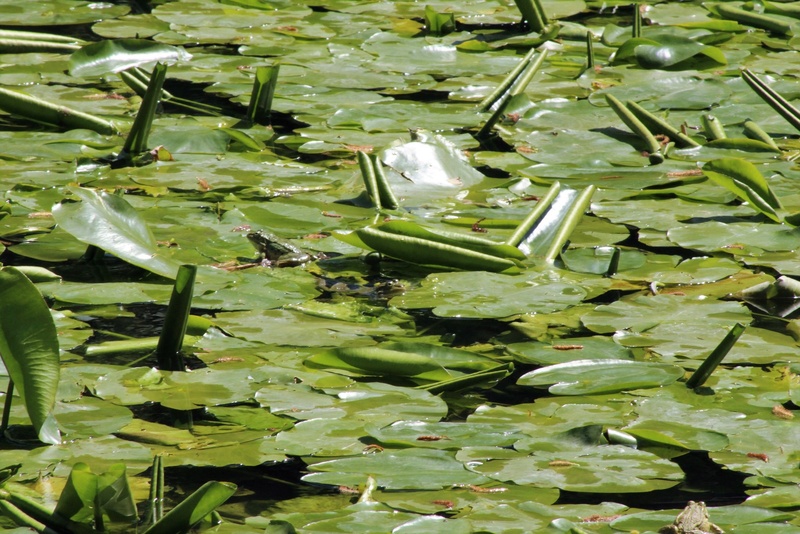 [Fil ouvert à tous] Reptiles, serpents, tortues, amphibiens, ... - Page 8 Img_8419