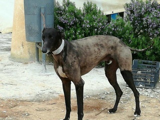 CENTAURE GALGO NOIR 3 ANS Centau10