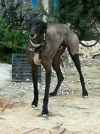 CENTAURE GALGO NOIR 3 ANS Centau11