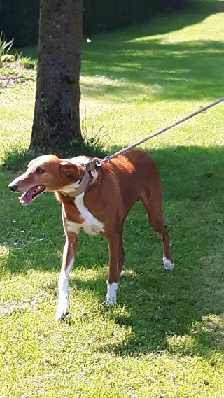 LUCAS le Royal podenco caramel Lucas110