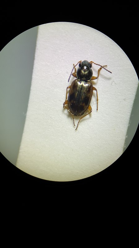 Bembidion semipunctatum 28537611