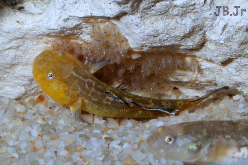 Chlamydogobius eremius  Img_5111