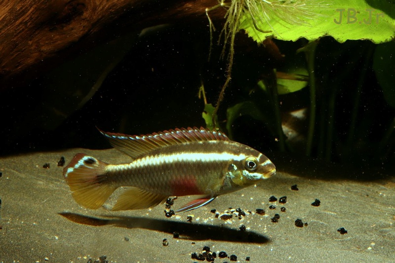 Pelvicachromis sacrimontis  Img_5311