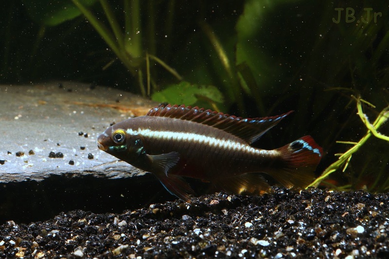 Pelvicachromis sacrimontis  Img_5312