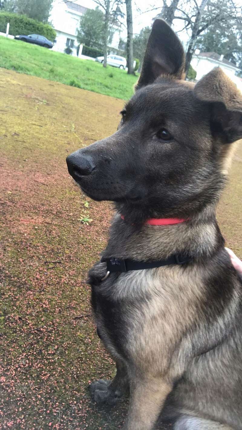 Naa'e croisée Malinois x Husky ADOPTÉE - carnet de bord adoption 28942810