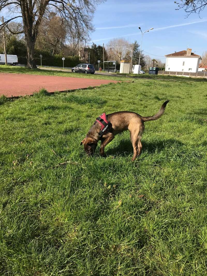 Naa'e croisée Malinois x Husky ADOPTÉE - carnet de bord adoption 29993711