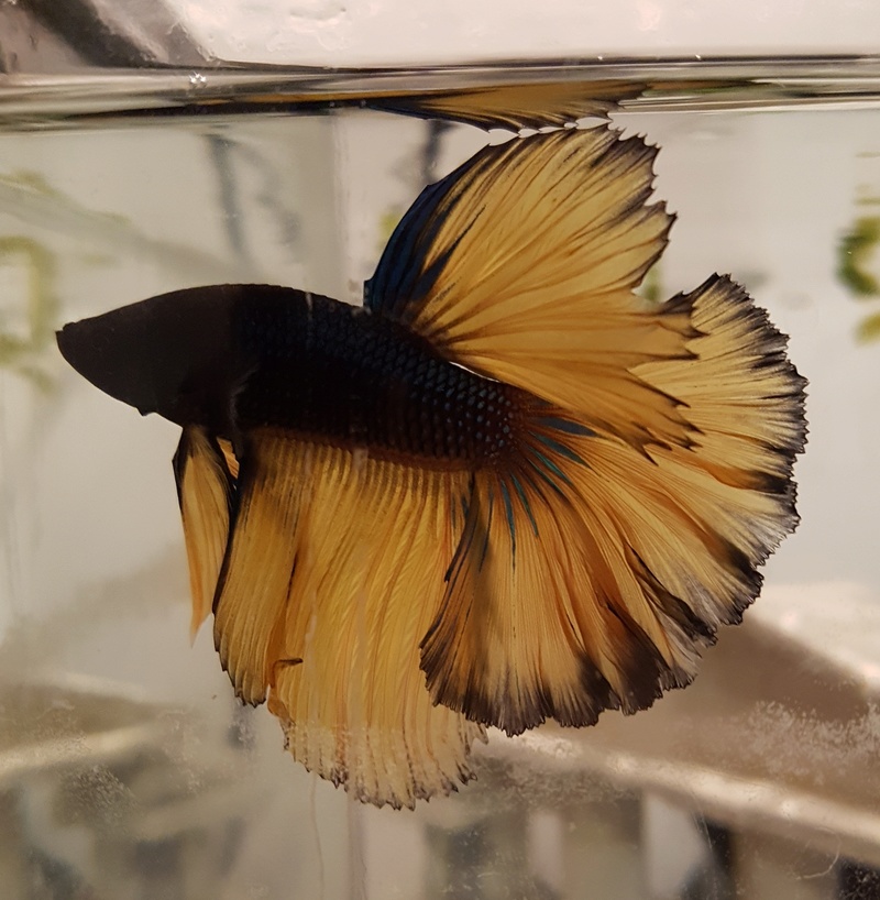 Mon betta - Asta38 20180313