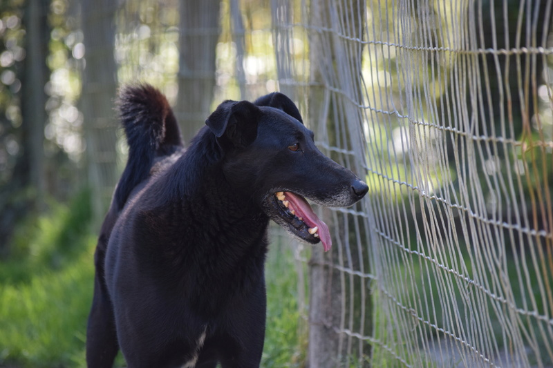 IKE - croisé berger   noir 7 ans  (5 ans de refuge)  - Refuge des Clochards Poilus à Tabanac  (33) Dsc_0613