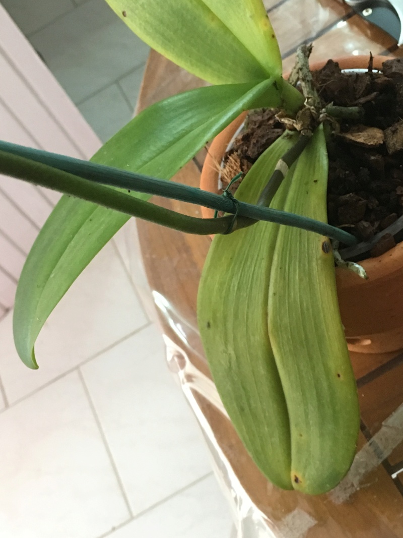 Phalaenopsis malade..Help! Img_4210