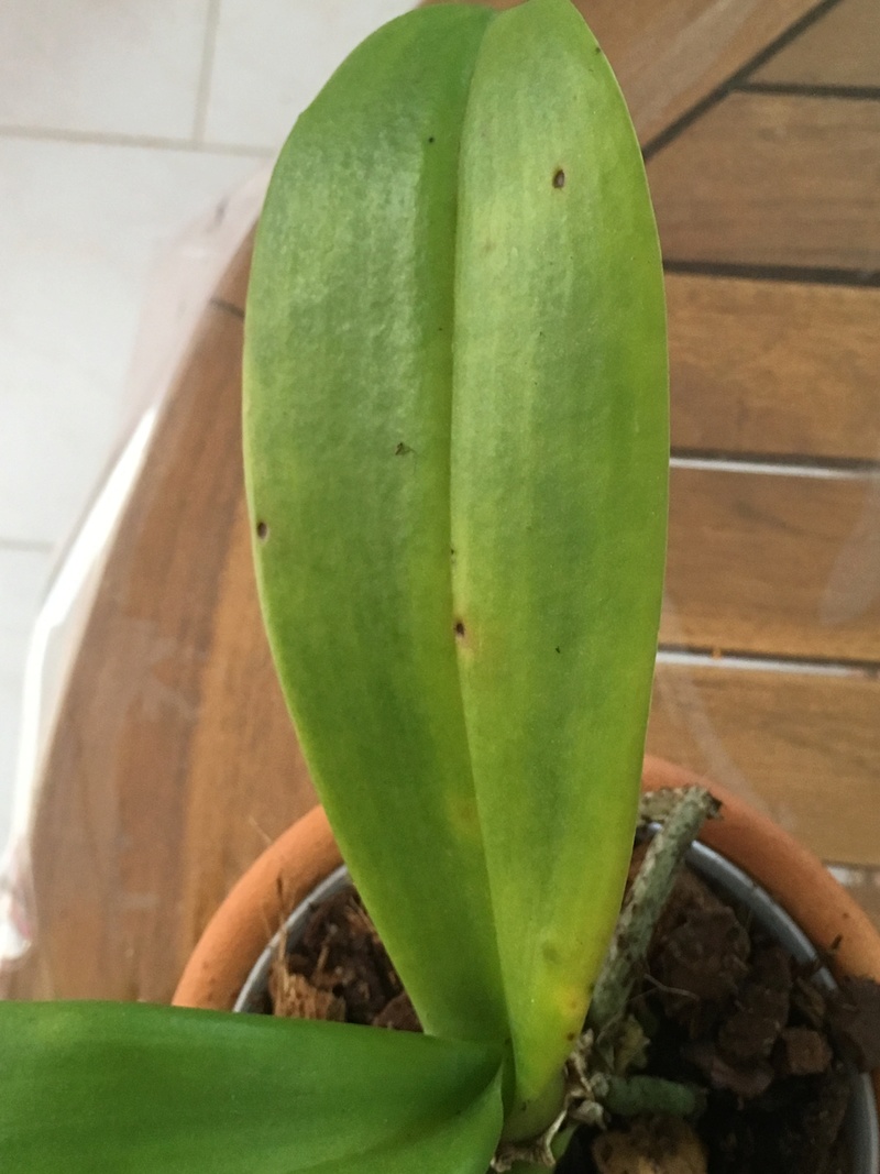 Phalaenopsis malade..Help! Img_4213