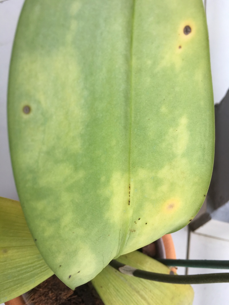 Phalaenopsis malade..Help! Img_4310